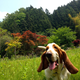 Illustration for article titled All 2013 Lazy HAL The Basset Hound Charmed Me To Death